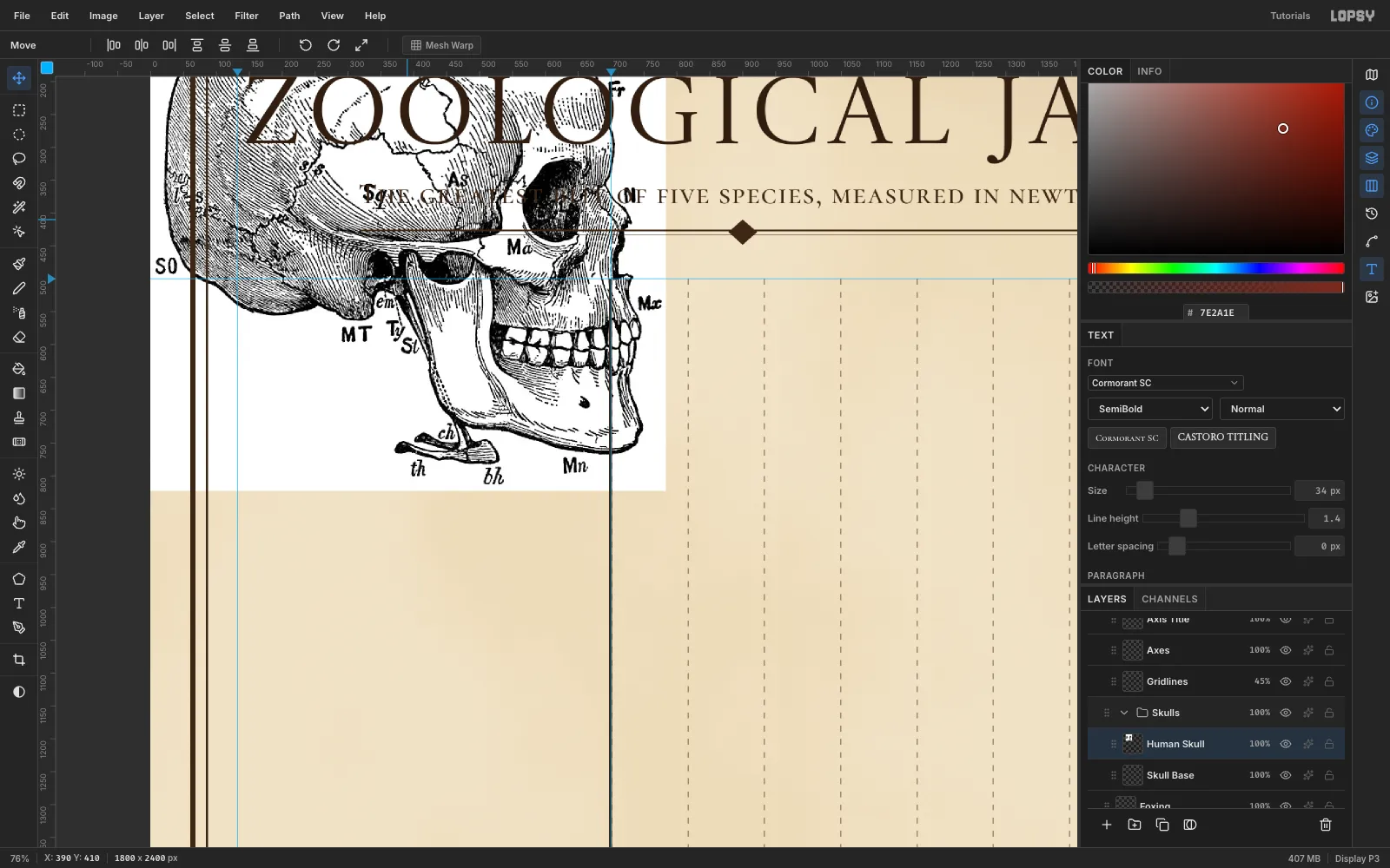 The 1911 Britannica skull engraving pasted at full size in the top-left corner of the canvas, with its bone labels Pa, Fr, Sq, Mx and Mn and the hyoid bone still visible