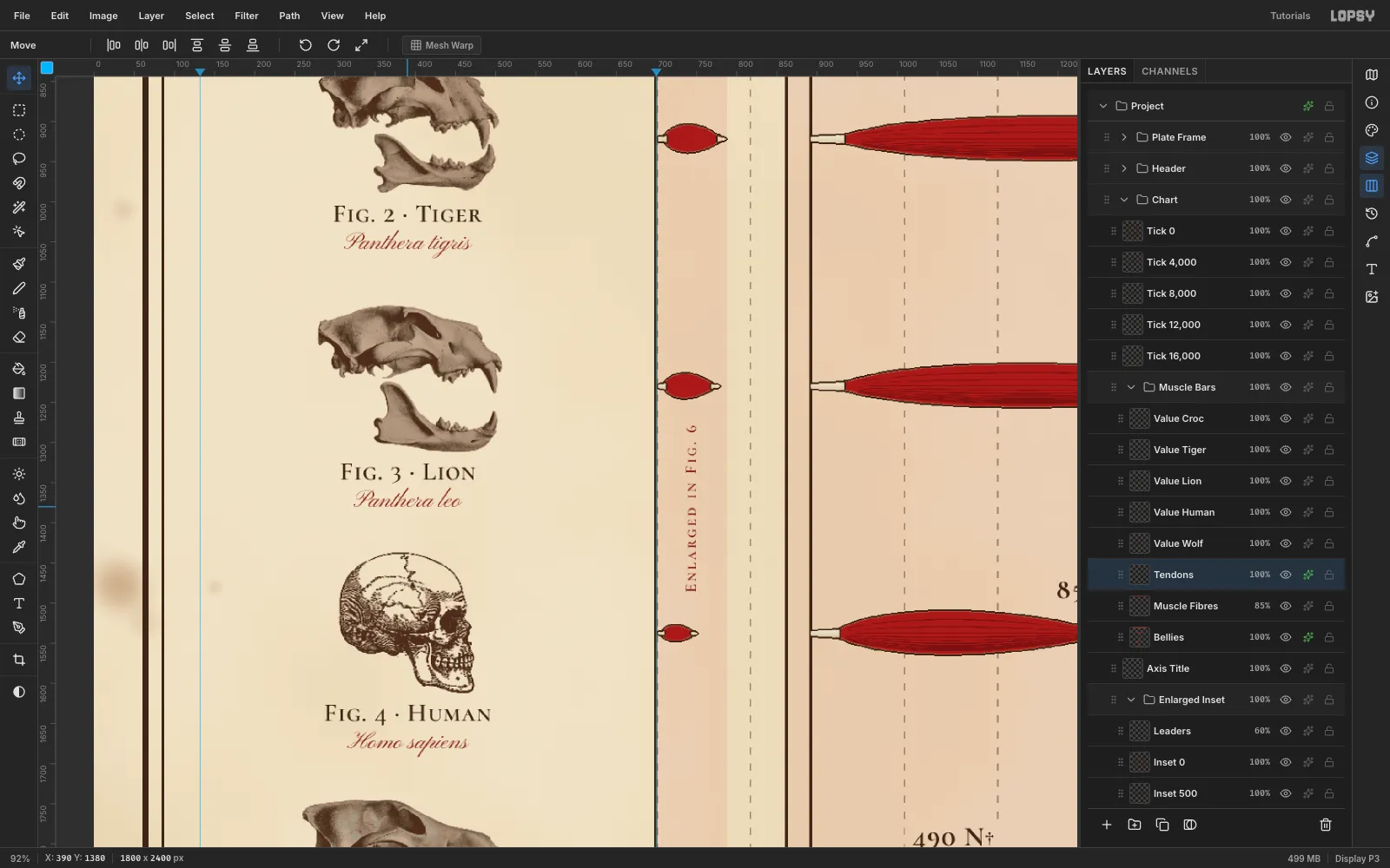 Close-up of the tiger, lion and human skulls, each with a Fig. caption in small caps and a Latin name in red script beneath