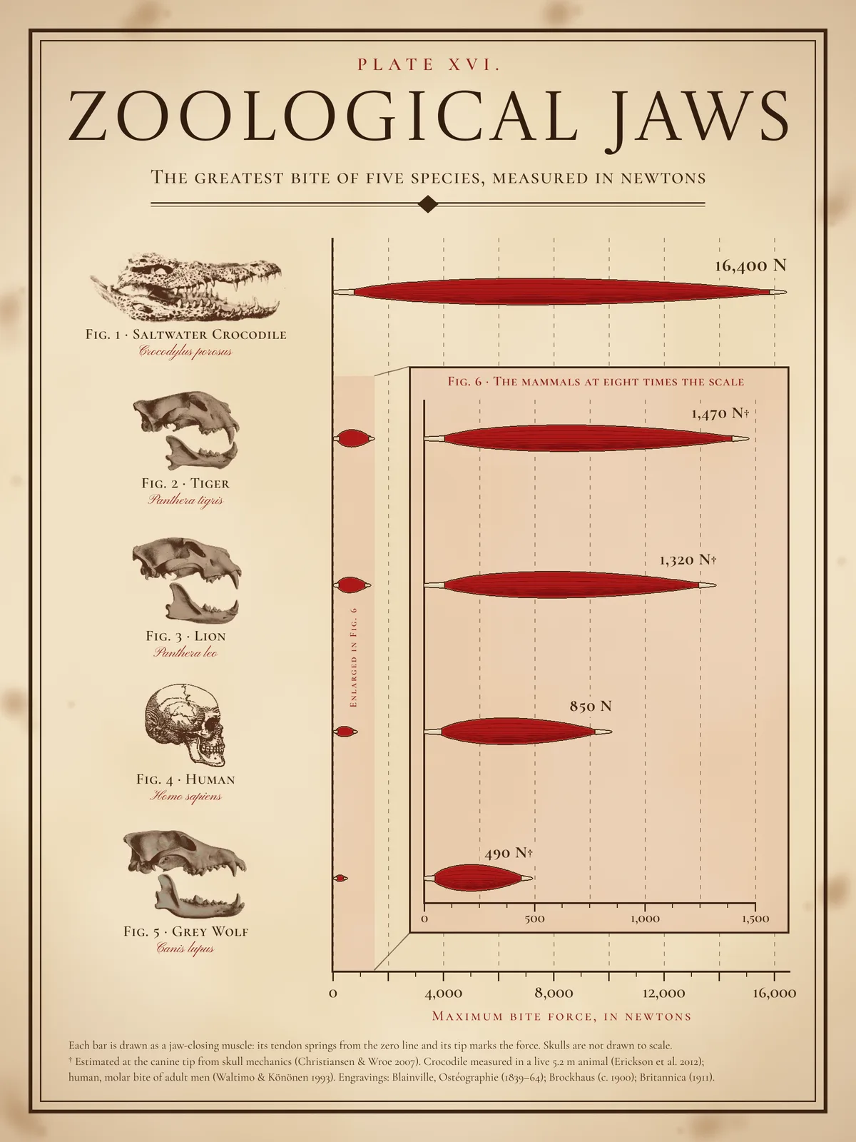 The finished Zoological Jaws poster, styled as a 19th-century anatomical plate on aged cream paper with a double-rule frame. Under "Plate XVI." and the title, the subtitle reads "The greatest bite of five species, measured in newtons". A left column holds sepia engravings of a crocodile, tiger, lion, human and grey wolf skull, each captioned "Fig." with its Latin name in script. To the right, each bite force is drawn as a red striated muscle with pale tendons. The crocodile's reaches 16,400 N across the whole chart. A framed, tinted inset labelled "Fig. 6 · The mammals at eight times the scale" redraws the tiger (1,470 N), lion (1,320 N), human (850 N) and wolf (490 N) against its own 0–1,500 axis. A pale strip on the main chart marks the enlarged region. Footnotes give methods and sources.