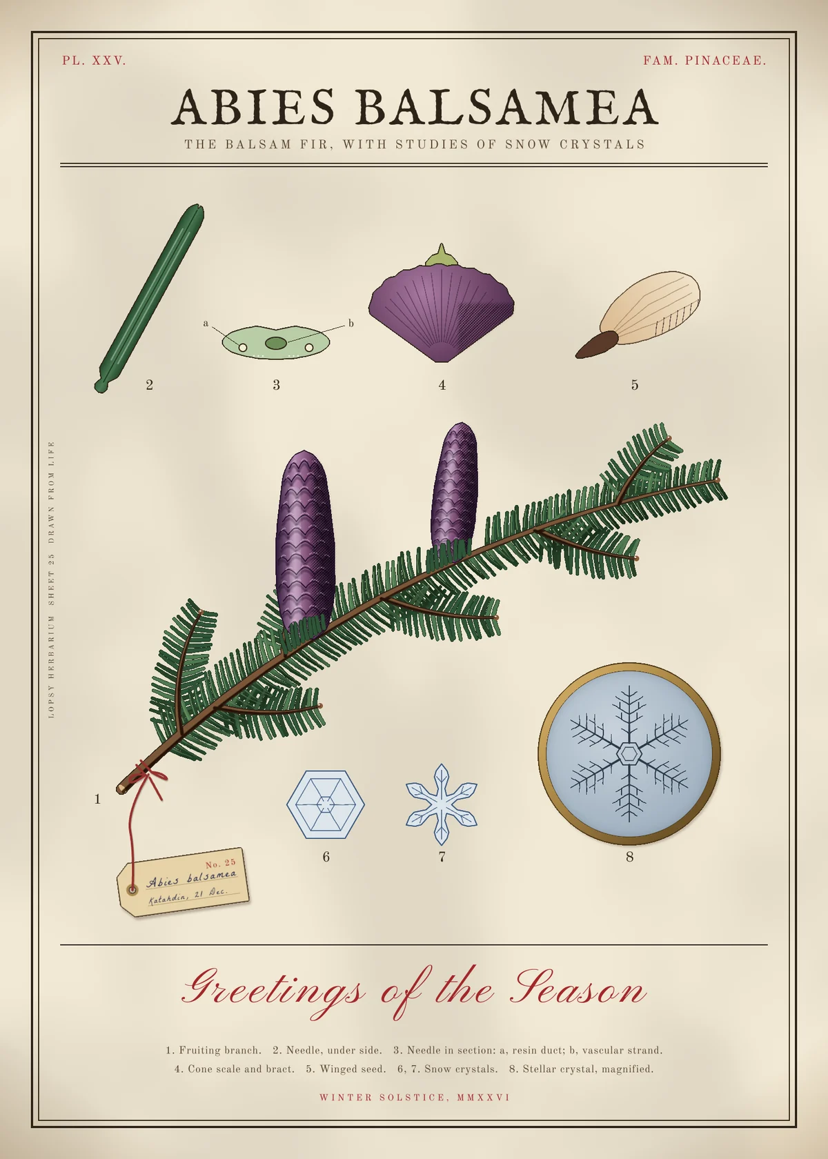A 5 by 7 holiday card styled as a Victorian natural-history plate on cream paper inside a double black rule. The header reads PL. XXV. and FAM. PINACEAE. in red, with ABIES BALSAMEA in engraved capitals and the subtitle THE BALSAM FIR, WITH STUDIES OF SNOW CRYSTALS. Four numbered figures run across the top: an enlarged green needle with a disc-shaped base, a pale green needle cross-section with keys a and b, a purple fan-shaped cone scale with a green bract, and a tan winged seed. Below them a fir branch rises from lower left to upper right, its flat two-ranked needles in three greens, with two upright purple cones hatched on their shadow sides. A manila specimen tag reading No. 25, Abies balsamea, Katahdin, 21 Dec. hangs from the cut end on red string. Along the bottom sit two small blue-ink snow crystals and a stellar crystal drawn in ink inside a pale slate roundel with a brass rim. Below a rule are the words Greetings of the Season in red copperplate script, a two-line figure key, and WINTER SOLSTICE, MMXXVI. A small note runs up the left margin.