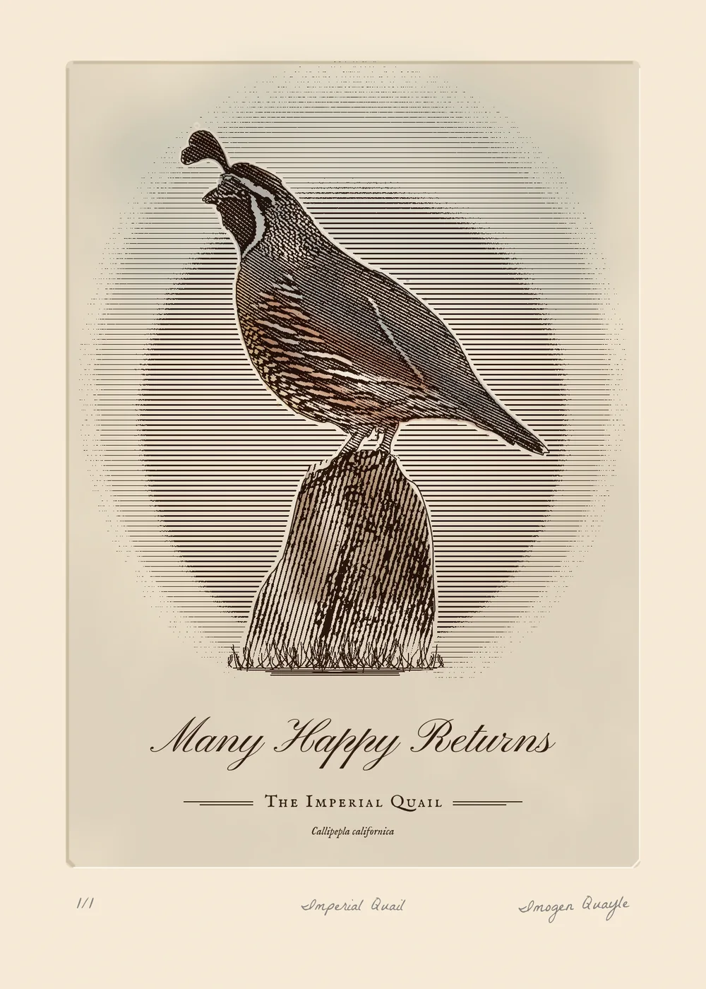 The finished Imperial Quail birthday card. On cream paper, a slightly darker plate with a soft pressed edge holds a sepia engraving of a California quail standing on a weathered post. The bird is built from fine diagonal lines with cross-hatching in the shadows, washed with slate blue, chestnut on the flanks and buff on the belly. Behind it, an oval of horizontal ruled lines fades out at the edges, with a pale blue wash in the sky, and thin grass grows at the foot of the post. Below the picture, Many Happy Returns is set in copperplate script above THE IMPERIAL QUAIL in small capitals between double rules, and Callipepla californica in italics. Under the plate, grey pencil notes read 1/1, Imperial Quail, and a signature