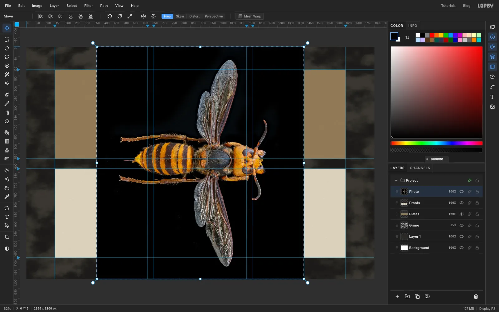 The hornet photo on its black backdrop, fitted to the canvas and selected