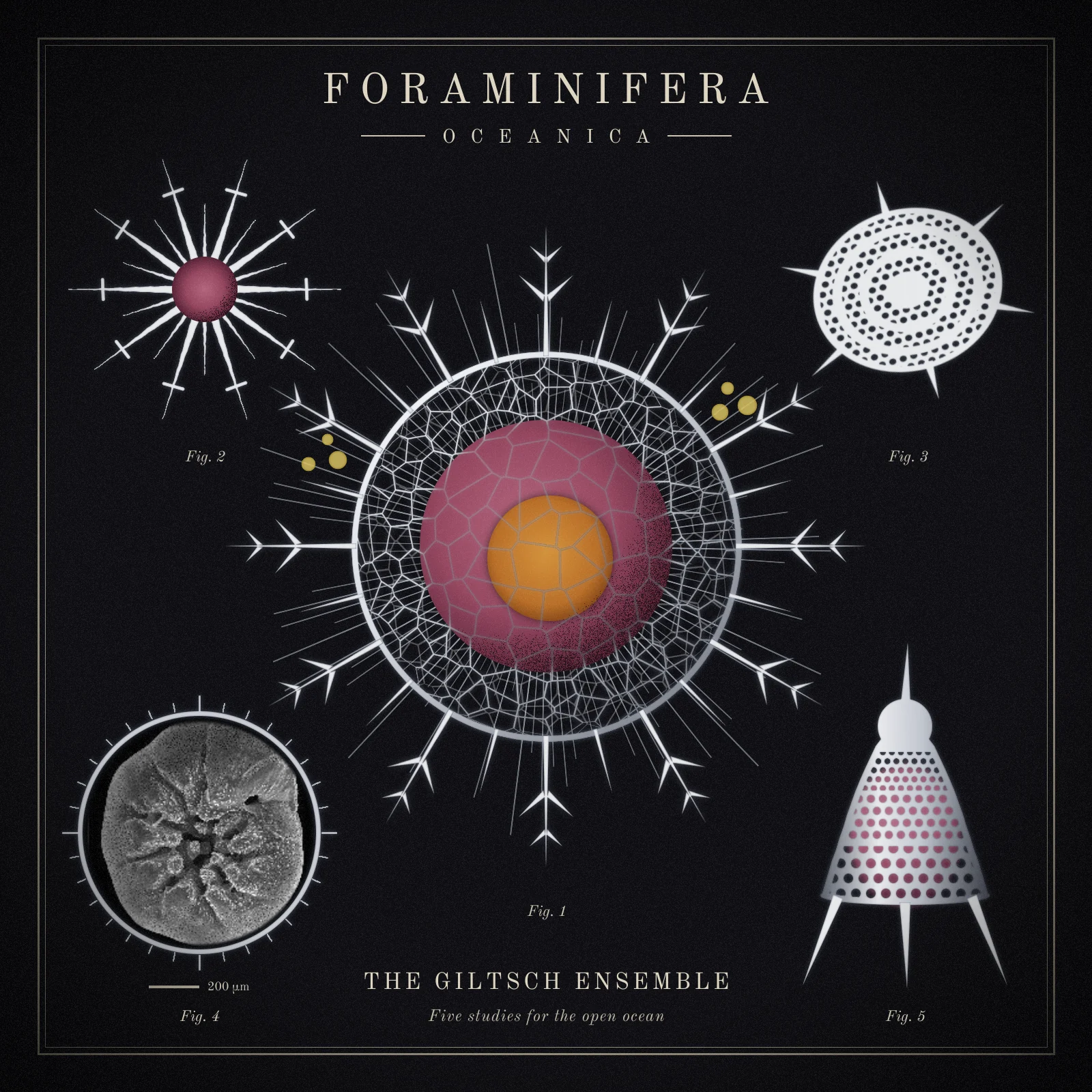 The finished Foraminifera Oceanica album cover, a square black plate inside a thin double rule. FORAMINIFERA is set in widely spaced cream capitals across the top, with OCEANICA between two hairline rules below it. In the centre a silver lattice sphere holds a dusty rose capsule and an ochre nucleus, both lightly stippled, with twelve long barbed spines, twelve short ones, faint radiating filaments and two small clusters of straw-yellow cells. Top left, a thin star of twenty spines around a small rose capsule. Top right, a tilted, perforated silver disc with concentric chamber walls and six spines. Bottom left, a grey electron micrograph of a round foraminifer inside a ringed microscope field with tick marks and a 200 µm scale bar. Bottom right, a perforated silver bell with a domed head, a horn and three feet, a rose body showing through the pores. Each specimen has a small italic Fig. label, and THE GILTSCH ENSEMBLE and Five studies for the open ocean sit at the bottom