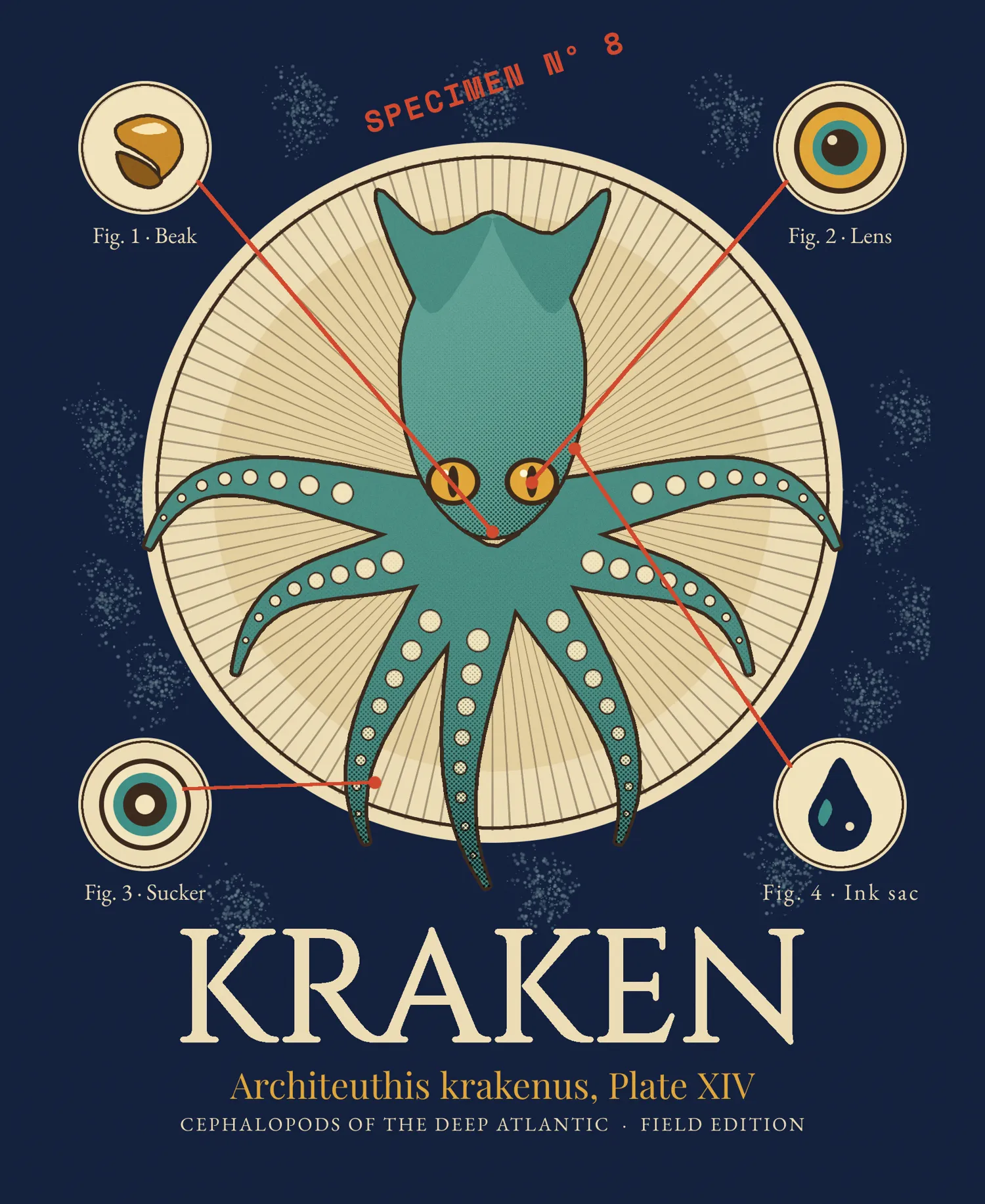 The finished KRAKEN T-shirt plate on an indigo garment colour. A teal seven-armed kraken with cat-slit orange eyes and cream suckers sits on a cream medallion covered in fine sepia rays. Four cream inset circles in the corners show a beak, a lens, a sucker and an ink sac, joined to the animal by red leader lines. A tilted red Space Mono stamp reads SPECIMEN Nº 8 above the medallion. Below it, KRAKEN is set in huge cream Cinzel capitals, then an ochre italic Latin name and a small tracked caption