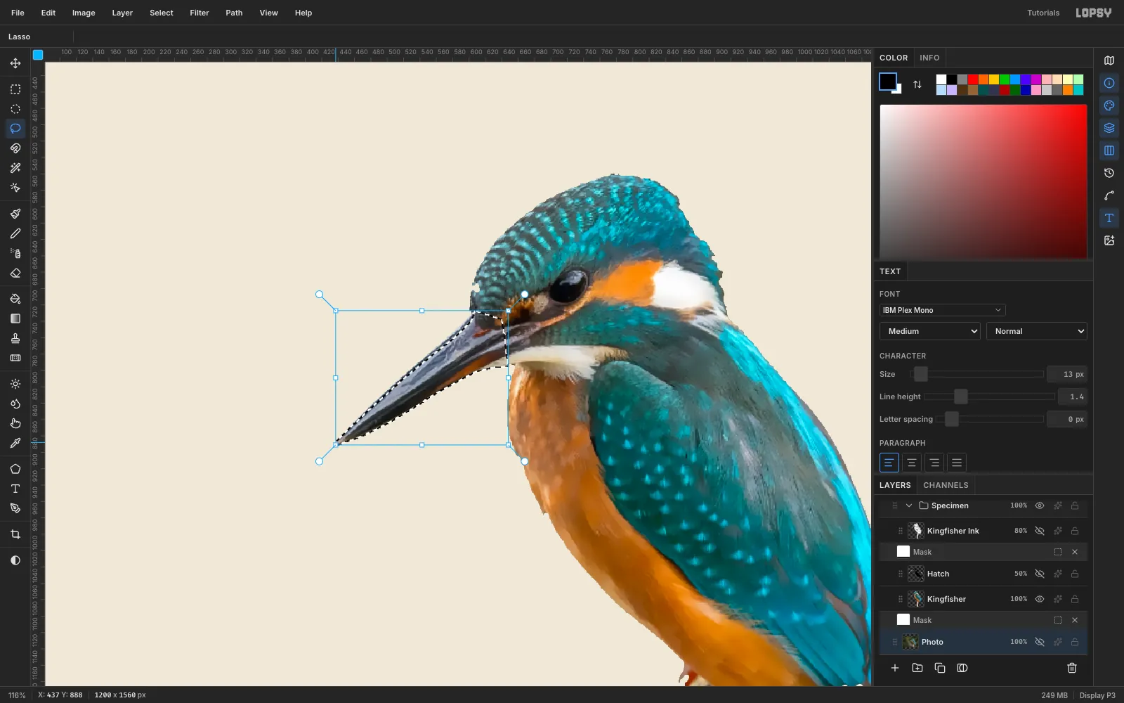 A zoomed view of the kingfisher's head with a lasso drawn around the whole beak while the hidden Photo layer is active