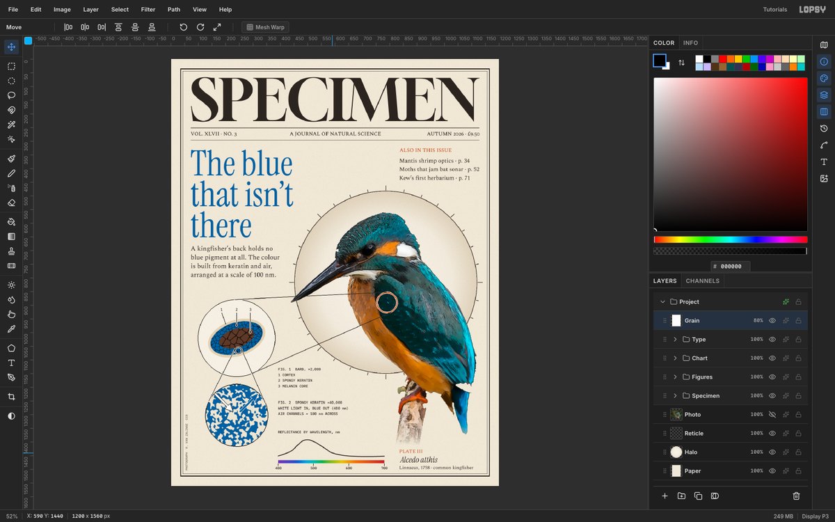 Lopsy editing the finished SPECIMEN magazine cover, with the Layers panel showing the Grain, Type, Chart, Figures and Specimen groups beside a hand-coloured kingfisher inside a microscope-style disc