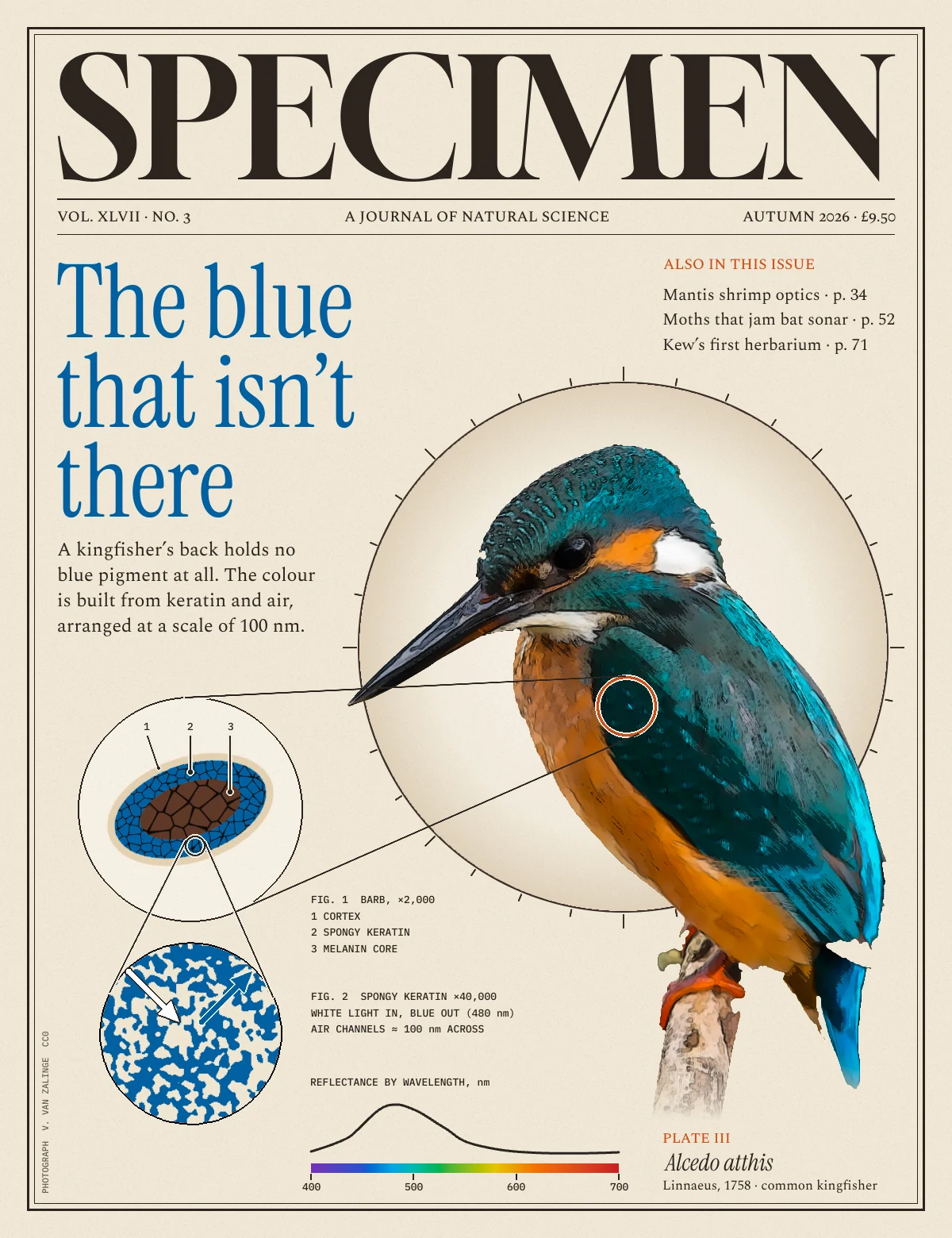 The finished SPECIMEN cover on warm cream paper. A large black serif masthead sits above a dateline. The cobalt headline reads The blue that isn't there, with a short deck below. A hand-coloured kingfisher perches on a fading twig inside a pale microscope field ringed with tick marks. An orange loupe ring on its wing coverts leads by thin lines to Fig. 1, a blue-and-brown barb cross-section numbered 1 to 3, which zooms down to Fig. 2, a cobalt labyrinth with white and blue light arrows. Monospace captions and a reflectance curve over a spectrum bar fill the lower middle, and Plate III with the italic binomial Alcedo atthis sits bottom right