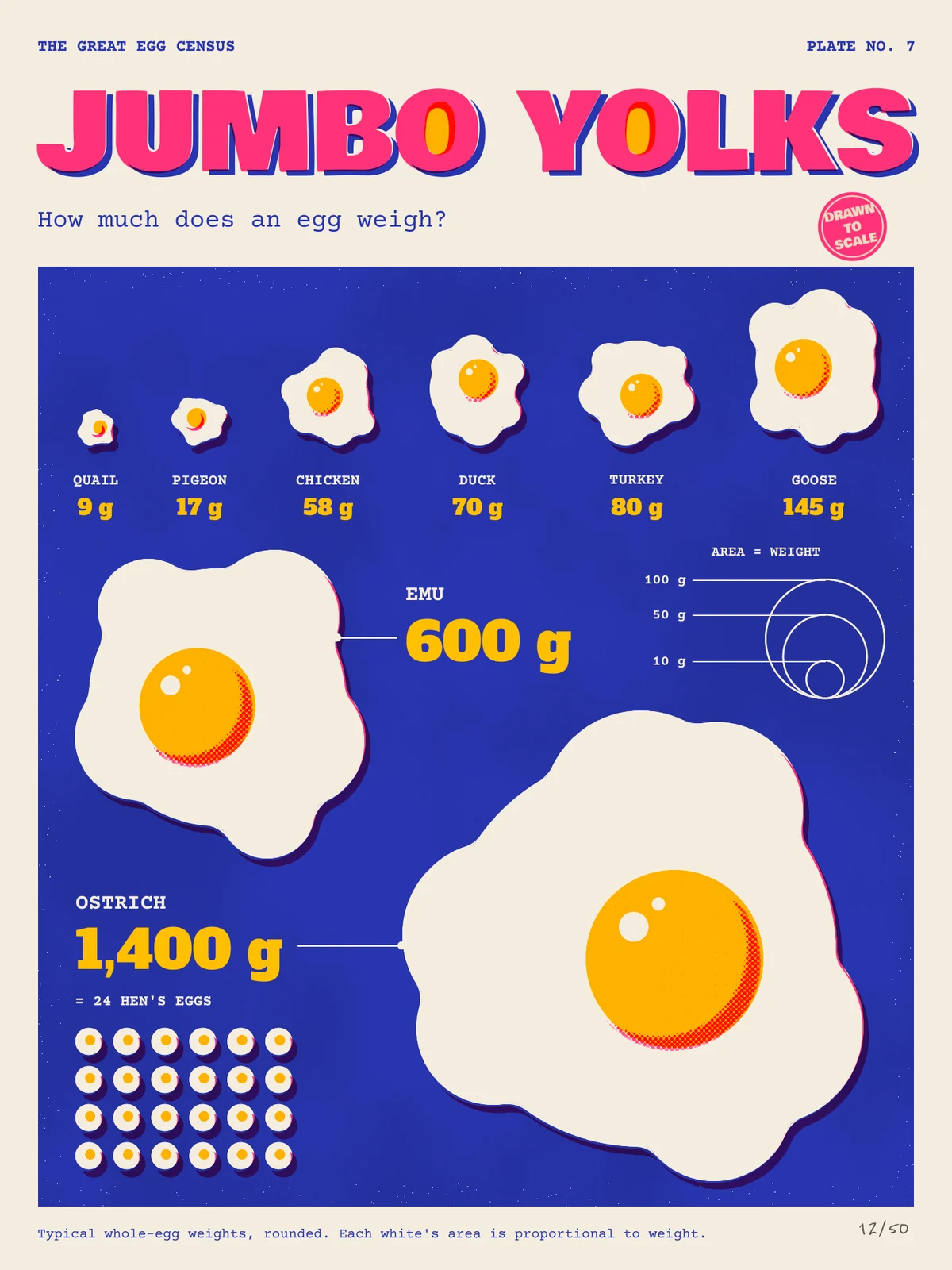 The finished Jumbo Yolks poster. On cream paper, a small blue kicker reads THE GREAT EGG CENSUS on the left and PLATE NO. 7 on the right. Below it, JUMBO YOLKS is set across the full width in heavy hot-pink capitals with a blue offset shadow, and both O's are filled with yolk yellow. A blue subtitle asks "How much does an egg weigh?", and a small tilted pink stamp beside it says DRAWN TO SCALE. A large ultramarine panel holds eight cream fried eggs with orange-yellow yolks, each white sized by the bird's egg weight. Quail, pigeon, chicken, duck, turkey and goose sit in a row along the top, each labelled with its name and a yellow weight from 9 g to 145 g. A big emu egg sits on the left with a leader line to "EMU 600 g". A huge ostrich egg fills the lower right with a leader line to "OSTRICH 1,400 g", and under that label a grid of 24 tiny eggs reads "= 24 HEN'S EGGS". A nested-circle legend for 100 g, 50 g and 10 g sits under the heading AREA = WEIGHT. Each yolk is shaded with red halftone dots on its lower right and has two cream highlights. Every egg casts a dark violet shadow. The pink and yellow inks sit slightly out of register, and small pinholes speckle the blue near its edges. A blue footnote runs along the bottom, with the pencilled edition number 12/50 in the corner.